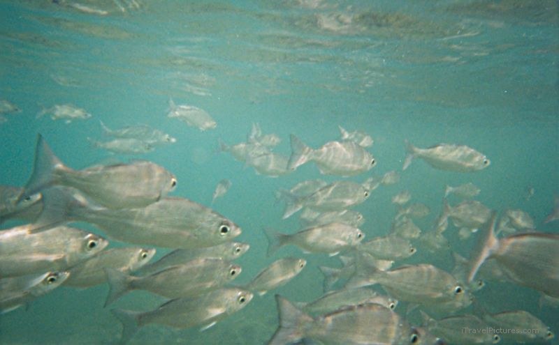 fish snorkeling snorkel underwater Bartolome